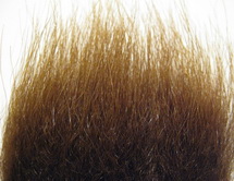 polar bear rusty brown premium
